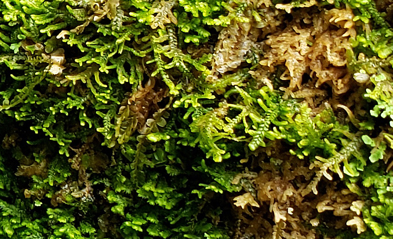 Lepidozia reptans
